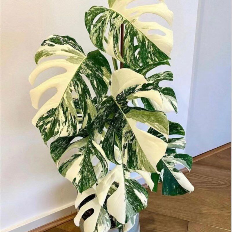 龟背竹锦白锦洒金龟背竹 室内观叶植物热带植物绿植盆栽 钰涵花园