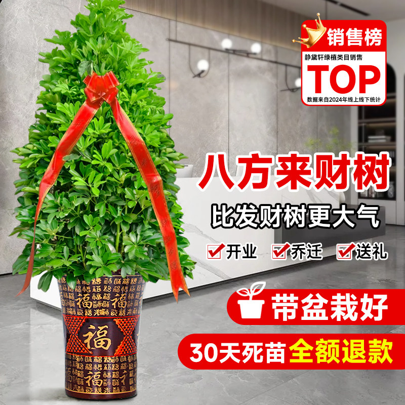 鸭脚木盆栽客厅大型绿植物八方来财室内掌木七叶莲发招财树苗盆景