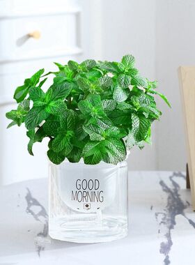 薄荷盆栽水培植物可食用室内桌面花卉绿植迷迭香驱蚊提神懒人水养