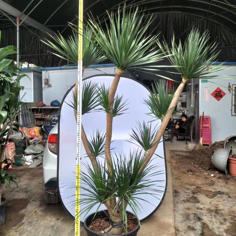 黑珍珠多头造型龙血树客厅大型绿植庭院阳台别墅花园室内植物盆栽