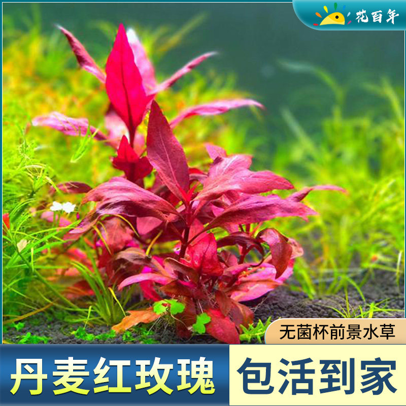 血心兰无菌水草杯丹麦红玫瑰鱼缸水草植物真草造景阴性前景水草