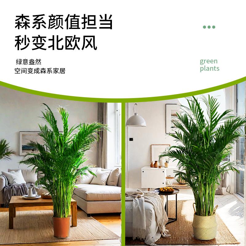 富贵椰子大型绿植盆栽室内客厅办公室好养植物盆景四季常青除甲醛