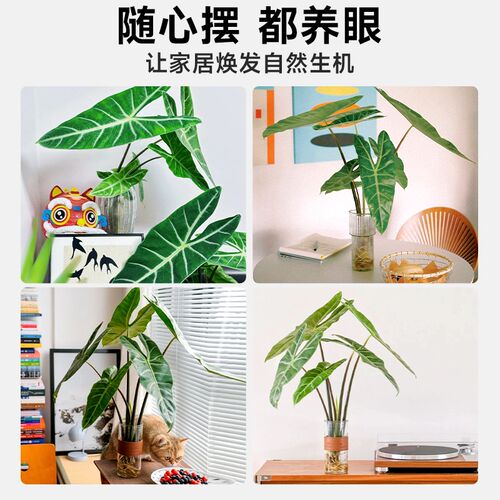 银脉箭叶海芋水培植物剑叶海芋热植室内好养四季懒人水养绿植客厅