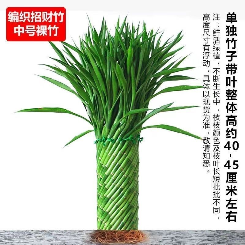 编织招财竹富贵竹水培花卉水养发财竹客厅办公室带根盆栽大型绿植
