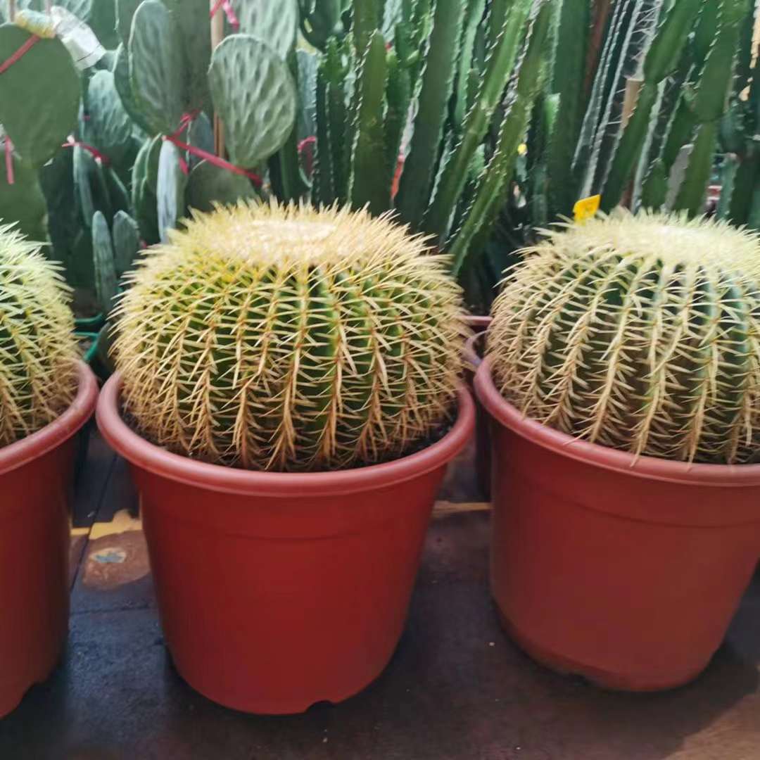 金琥仙人球金黄色球体沙漠多肉大型强刺植物庭院造景多肉植物