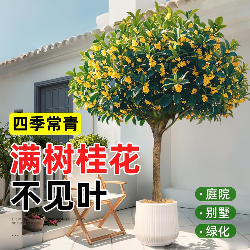 四季老桩桂花树室内外客厅大型绿植金桂月桂矮化落地浓香型盆栽