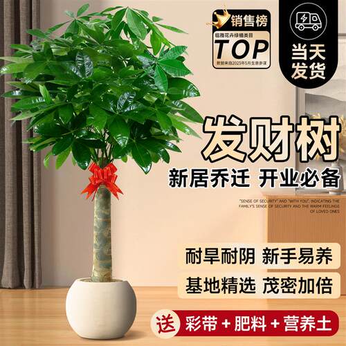 发财树客厅室内盆栽大棵原生苗乔迁开业大型绿植四季招财树金钱树