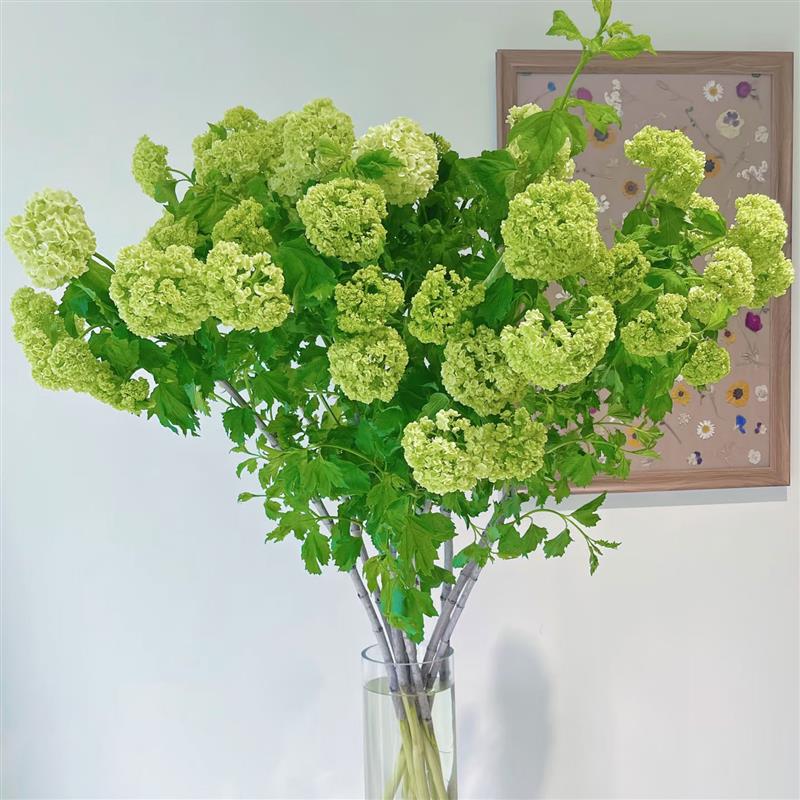 中华木绣球花鲜切花室内水培植物家用插花鲜切枝云南基地直发顺丰图片