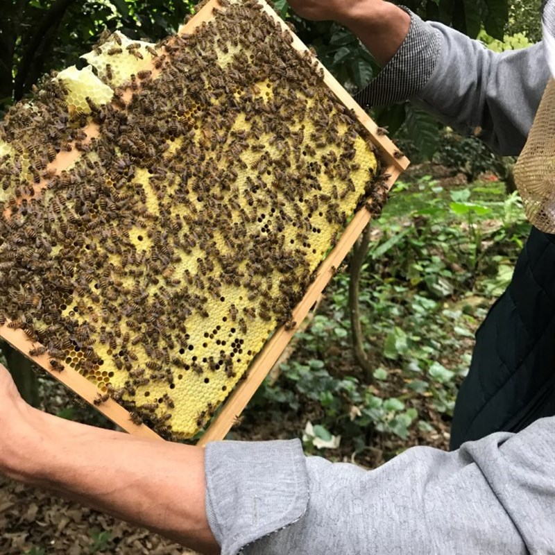 蜜蜂蜂群土蜂中华蜜蜂群带箱带子脾阿坝活体中蜂蜂群带王出售包邮