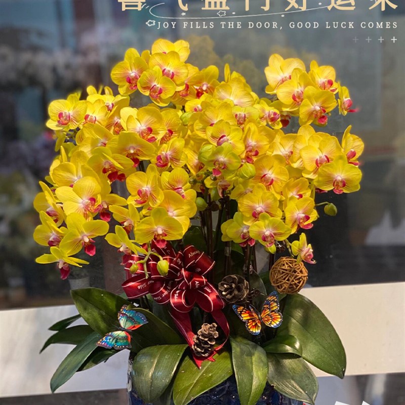 全国蝴蝶兰盆栽特大号真鲜花速递同城配送开业乔迁新居北京上海店
