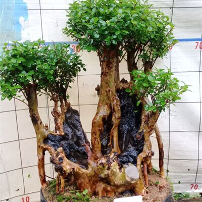 赤楠 小叶红芽赤楠树桩 三叶红芽盆景熟桩桩室内盆栽观叶植物包邮