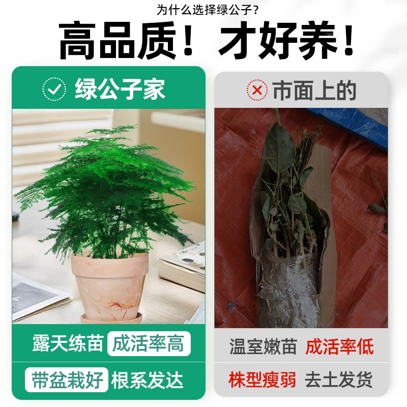文竹盆栽室内花盆老桩绿植室内好养活四季常青桌面小盆景美观云竹
