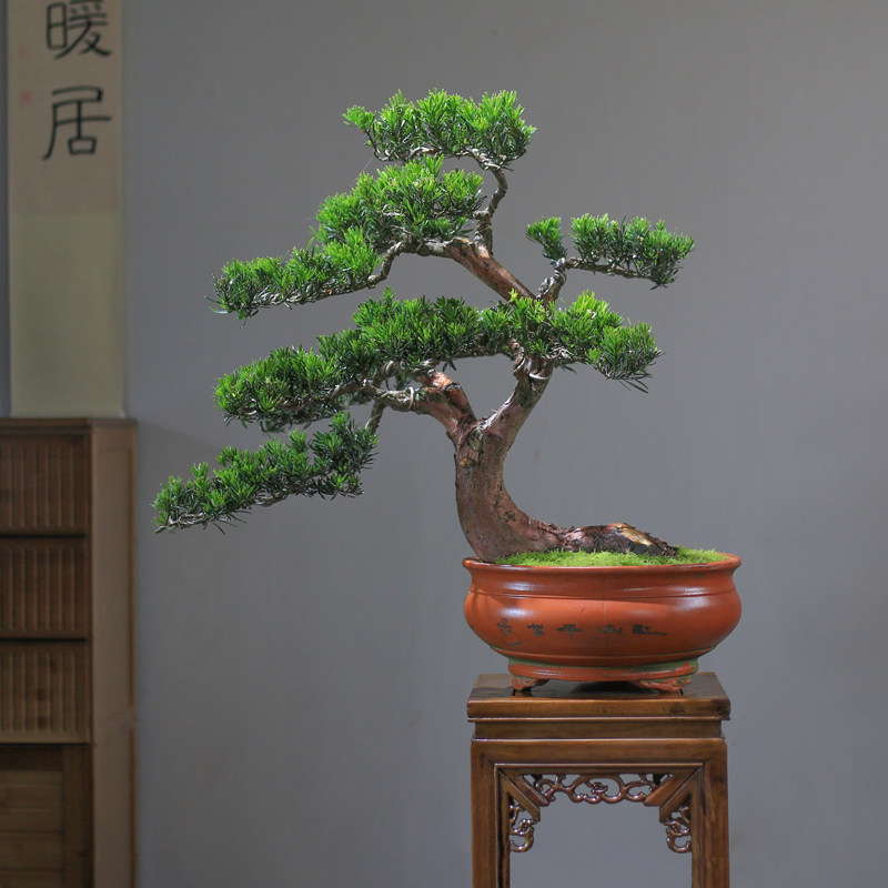 小叶罗汉松盆景大树庭院造型树迎客松老桩真树别墅客厅一物一拍