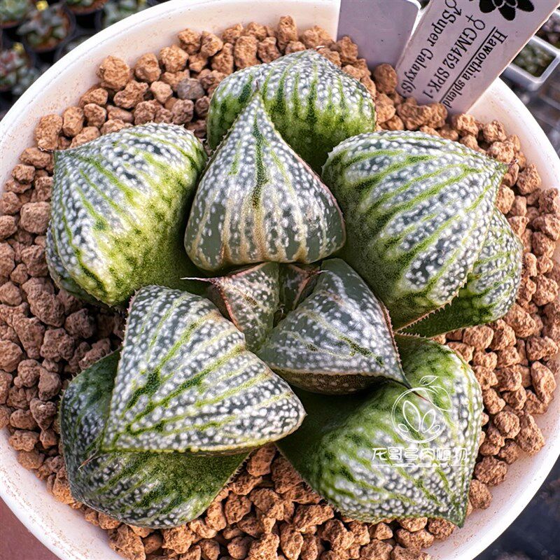 日输入 花井上条 实生选拔寿 十二卷玉露多肉植物盆栽 一物一拍