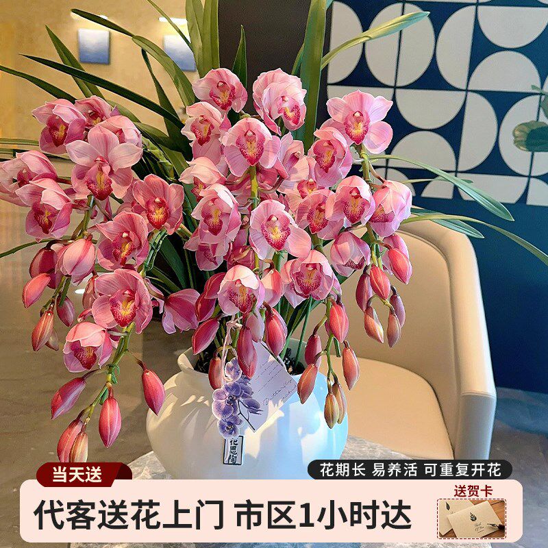 蝴蝶兰盆栽带花成品全国同城配送花蕙兰乔迁开业鲜花速递北京上海
