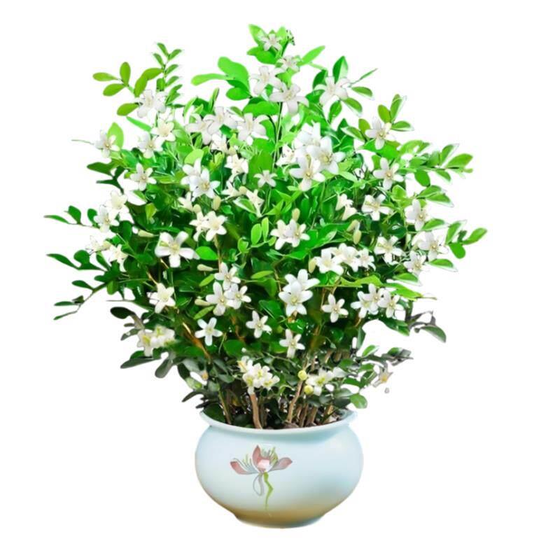九里香盆栽老桩树桩带花苞绿植室内外阳台浓香型植物四季好养盆景