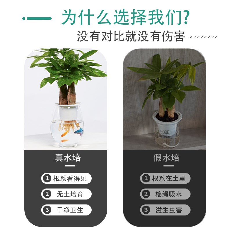 水培发财树水培植物和鱼共养室内盆栽客厅办公室桌面摆放易养活