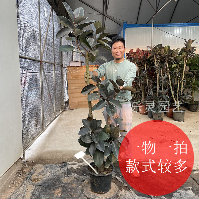 黑金刚橡皮树大盆栽客厅造型大叶绿植飘枝网红室内办公室一物一拍