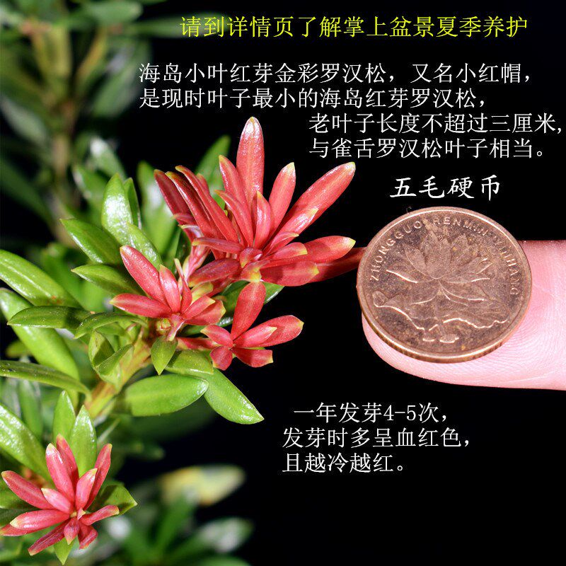 新品海岛血红芽金彩小红帽罗汉松盆景素材四季盆栽植物窗庭院阳台