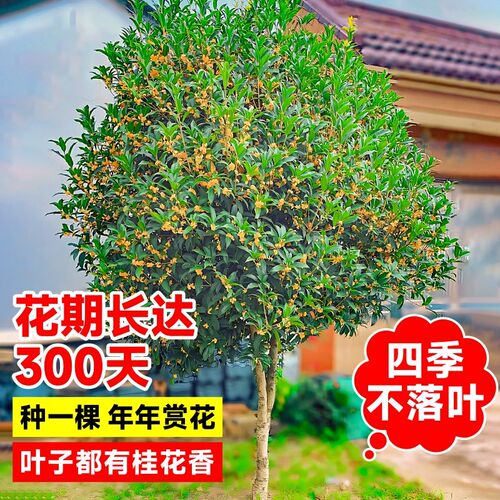 四季桂花树苗大树金桂庭院别墅地栽盆栽植物四季常青耐寒浓香花卉