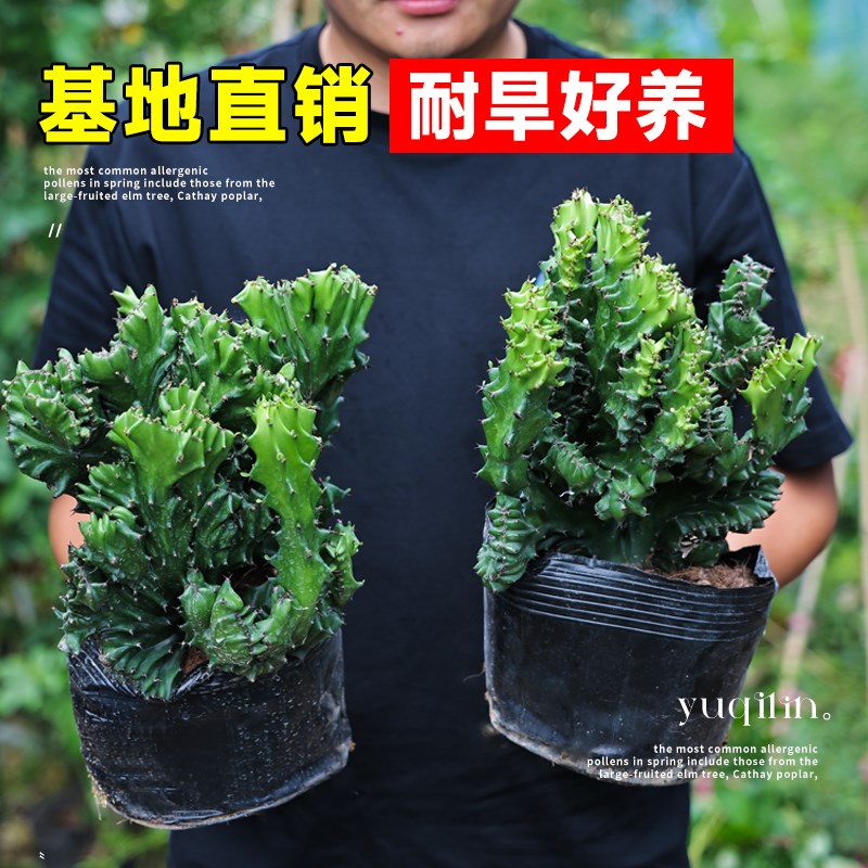 玉麒麟盆栽多肉植物室内客厅办公桌面旺财彩麒麟阳台大棵四季好养图片