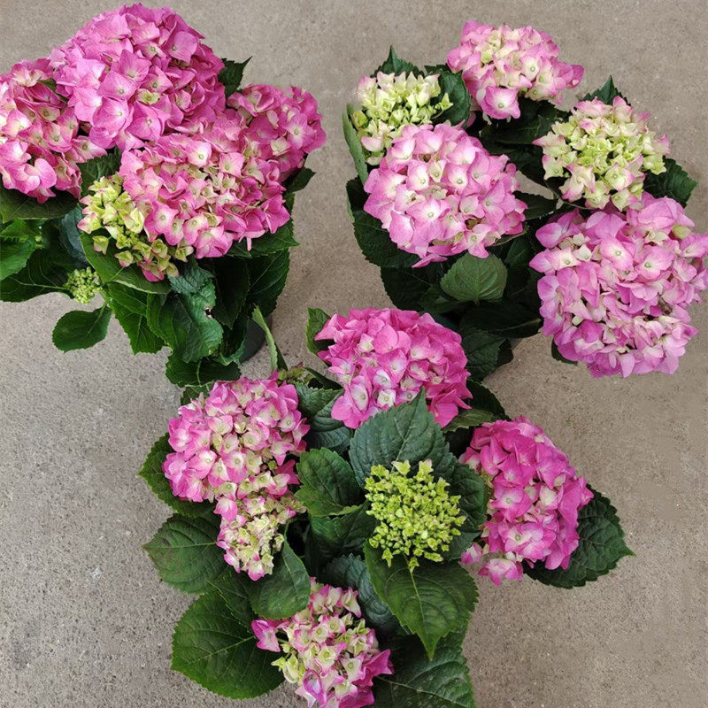 绣球盆栽带花苞无尽夏绣球花苗庭院花园花卉阳台不断花卉大花绣球