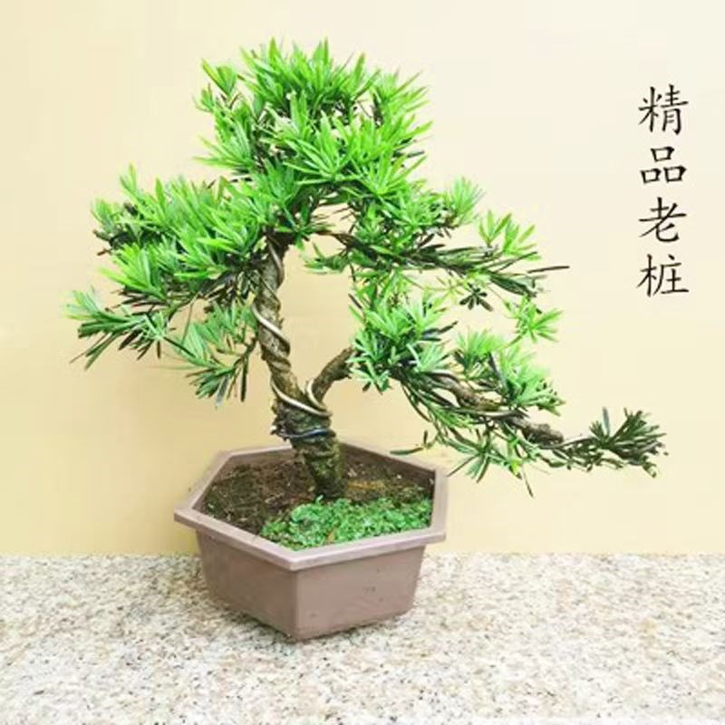 造型罗汉松盆景老桩庭院阳台四季常青植物室内客厅绿植盆栽好养活