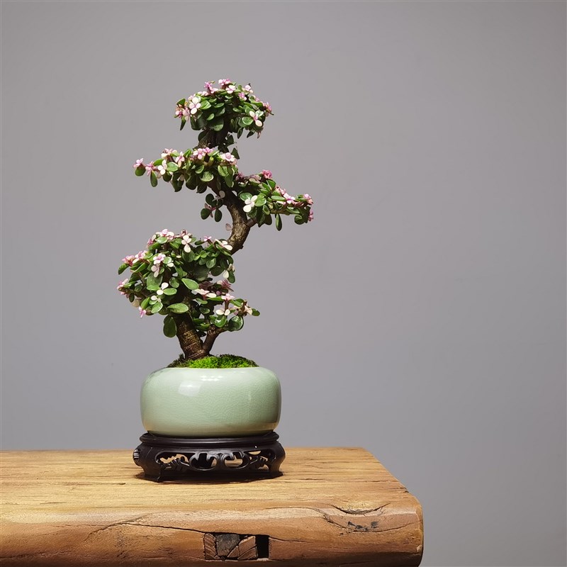 造型老桩雅乐之舞办公室桌面绿植摆件多肉植物金枝玉叶盆栽防辐射