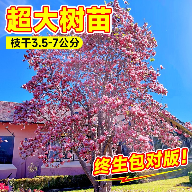 玉兰花树苗好养老桩室内外庭院耐寒盆栽矮化花卉绿植全国可种植物