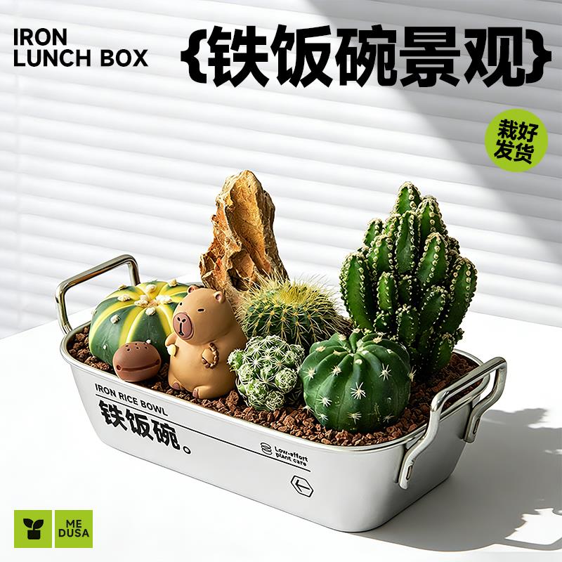 铁饭碗盆栽工位创意植物办公室桌面绿植小多肉仙人掌教师节礼物