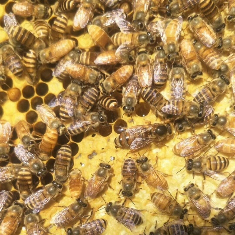 蜜蜂活群带王 中蜂蜂群 蜜蜂蜂群 中蜂双色蜂群 蜜蜂活群带王带箱