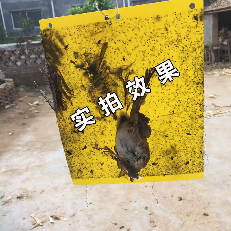 黄色粘虫板双面诱虫板强力粘板蓝板蓟马果园大棚防虫板黏虫板包邮
