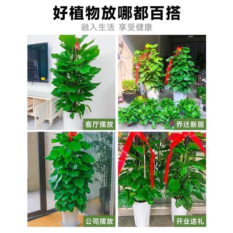 大叶绿萝柱盆栽客厅大型绿植办公室内净化空气新房好养绿箩大叶