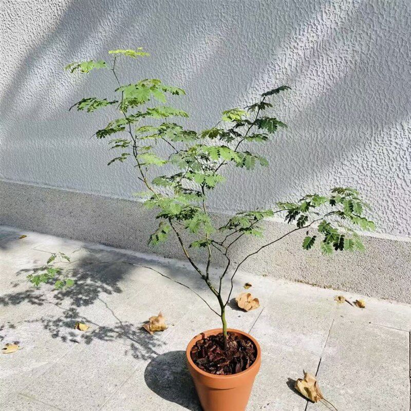 花与花器 巴西铁架木绿植 铁力木豆科植物客厅室内阳台绿植物盆栽