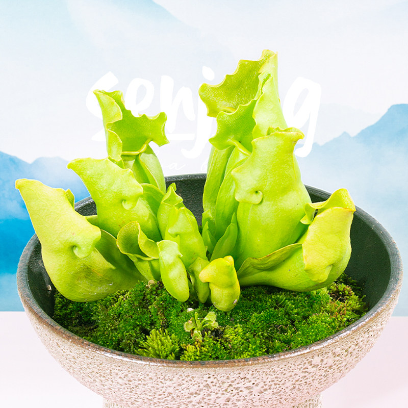 萤光绿色紫瓶/颜色靓丽/高端食虫植物热植观叶/办公室桌面小盆栽