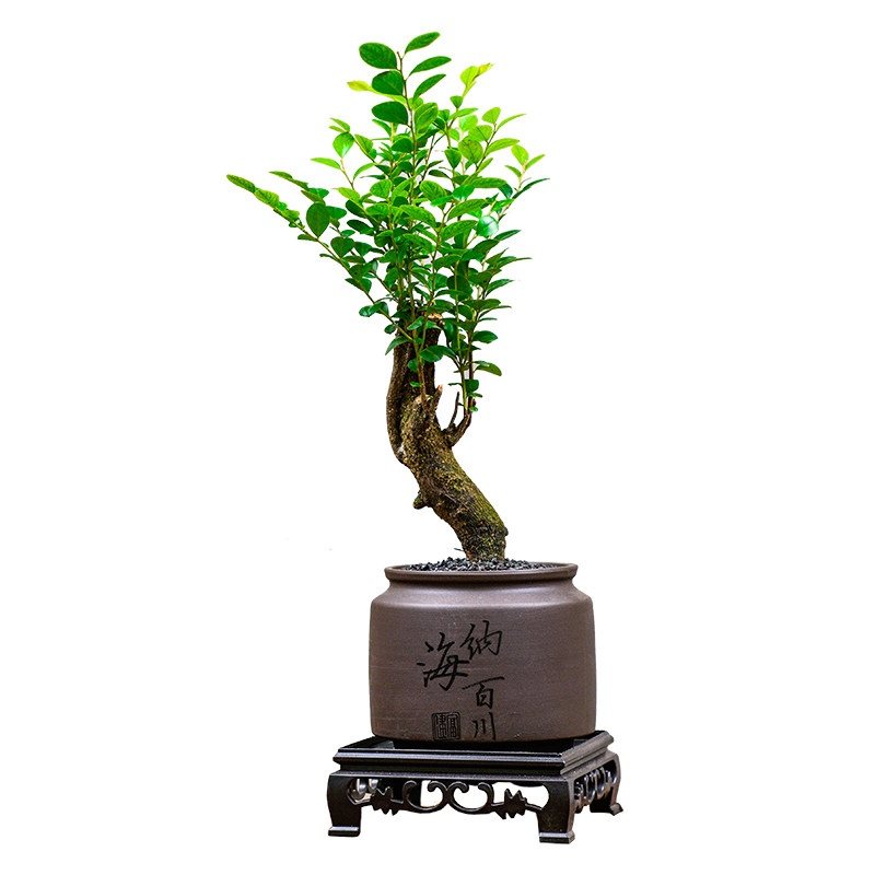 小叶紫檀盆栽植物室内黑骨茶盆景办公室桌面四季常青绿植老桩树苗