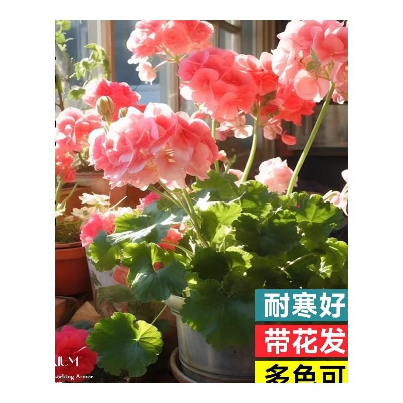 重瓣天竺葵盆栽花苗大花不断洋绣球苗室内阳台好养的花卉