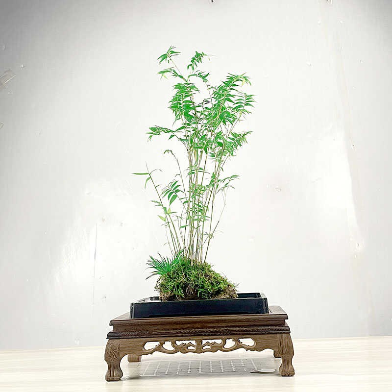吸水石米竹盆栽盆景上水石附石菖蒲微景观办公室桌面绿植水培植物