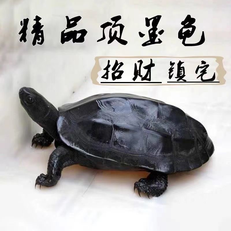 墨龟成年顶墨龟乌龟宠物招财龟乌龟好养乌龟苗稀有乌龟观赏龟