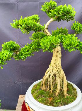 名贵黄杨造型盆景提根,悬崖款小叶雀舌黄杨绿植四季常青客厅庭院