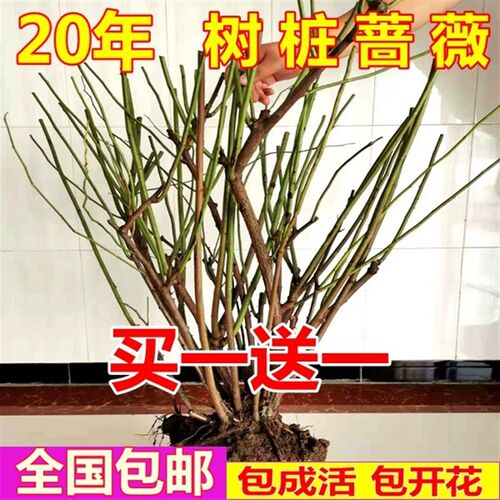 正宗无刺多花蔷薇8-30年老桩大花花苗爬藤月季花植物庭院四季开花