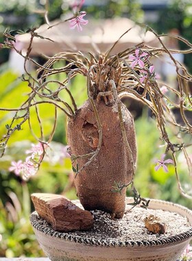 天马空 Pachypodium succulentum 块根多肉植物盆栽 一物一拍包邮