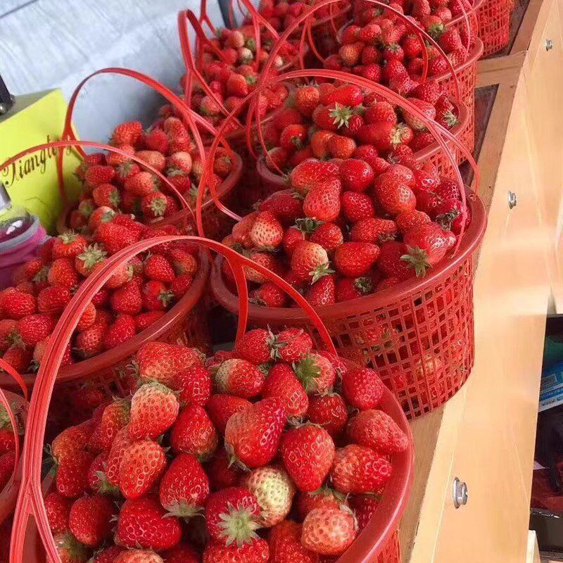 包邮特价1-10斤草莓篮子圆形杨梅篮手提塑料水果篮樱桃葡萄采摘筐