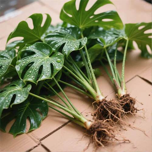 龟背芋观叶植物室内客厅办公室大盆栽绿植盆景净化空气好养活老桩