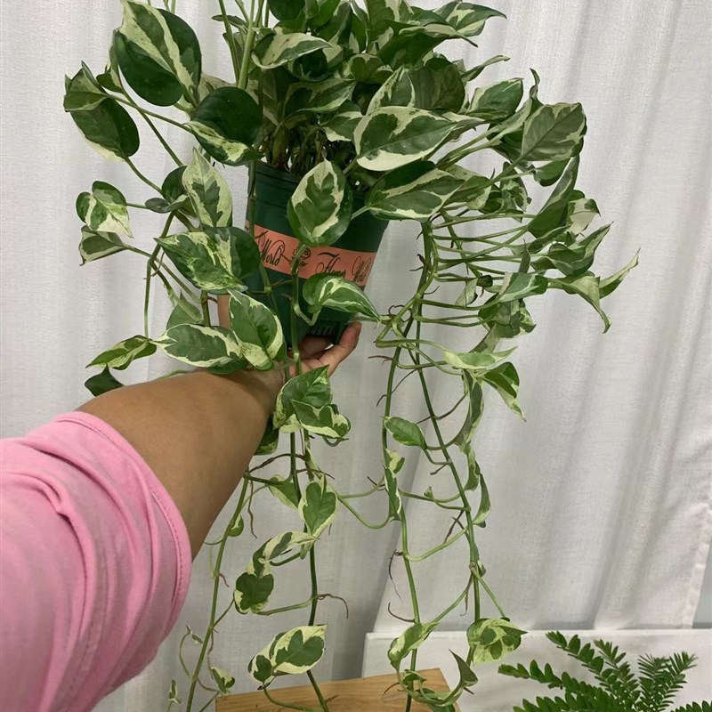 雪花葛白金葛茂盛长藤飘藤ins网红植物盆栽吸甲醛好养客厅植物