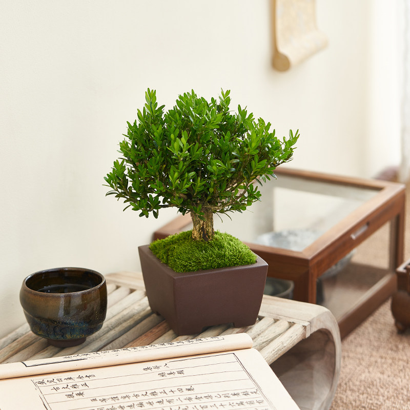 小叶黄杨造型盆景 四季常青耐寒绿植 室内窗台办公室用带盆栽植盆