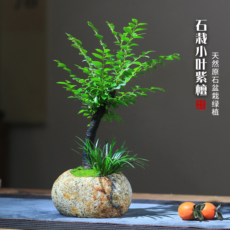 小叶紫檀盆栽天然原石头花盆客厅植物创意桌面室内黑骨檀迷你盆景