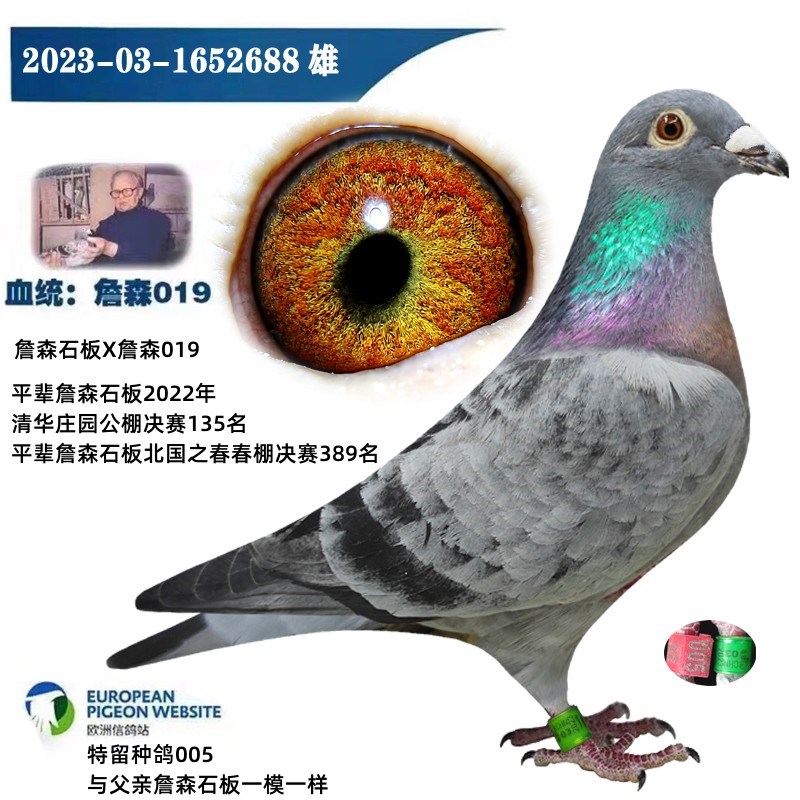 信鸽种鸽成绩鸽公棚成绩鸽比利时原环种鸽冠军鸽信鸽活体天落网鸽