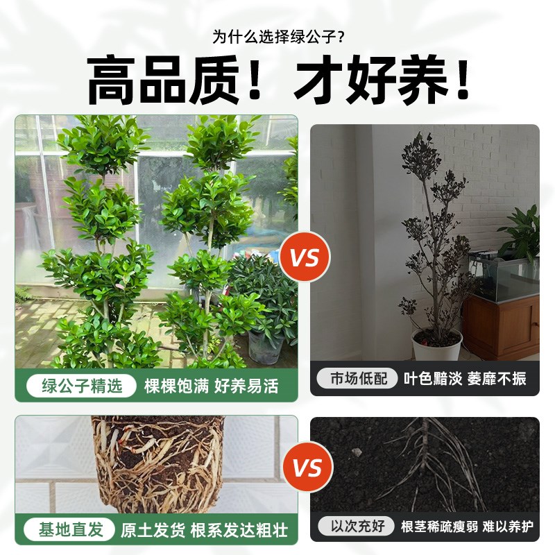 摇钱树盆栽金钱榕办公室大型发财树室内客厅高级感绿植招财榕树