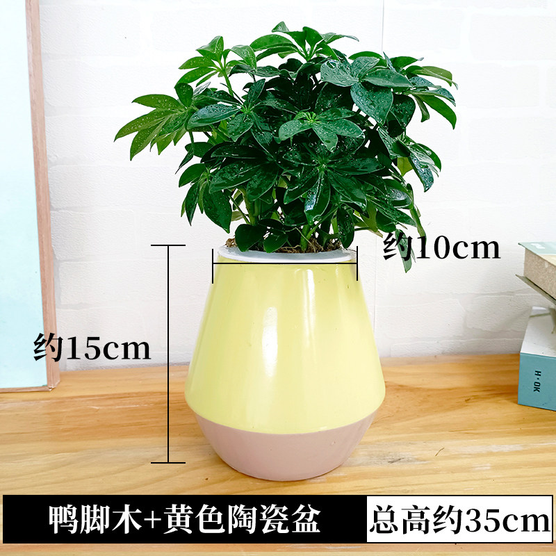 水培鸭脚木盆栽绿植物鹅掌柴七叶莲摇钱树水养小盆景招财树鸭掌木